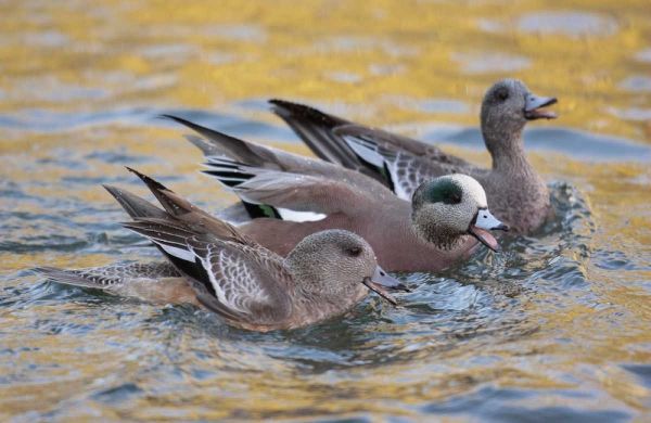 New Mexico American wigeons courting